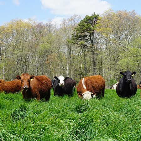 image of multiple cows grazing in a grassy field