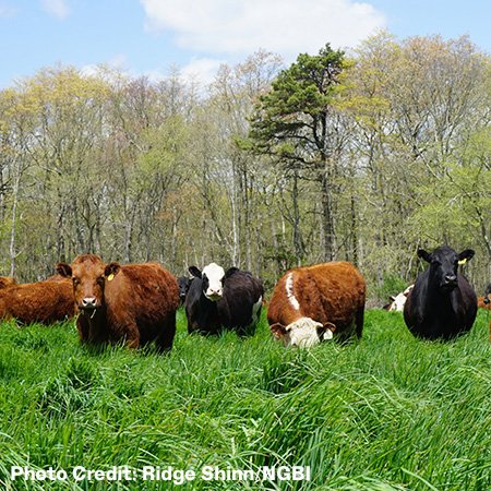 image of multiple cows grazing in a grassy field