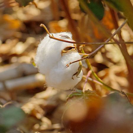 Regenerative Cotton